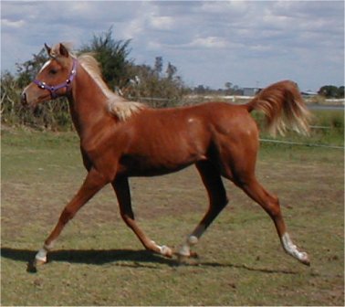 Beautiful Arabian Filly